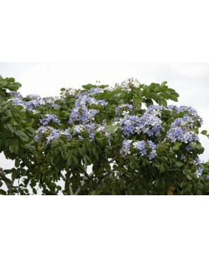 Guaiacum officinale